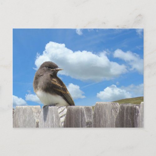 Postcard _ Black Phoebe on Fence