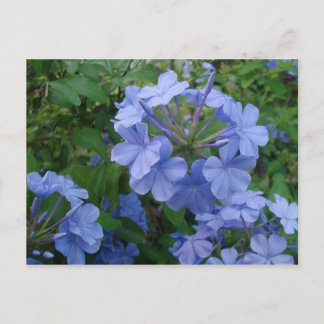 Postcard - Blue Flowers