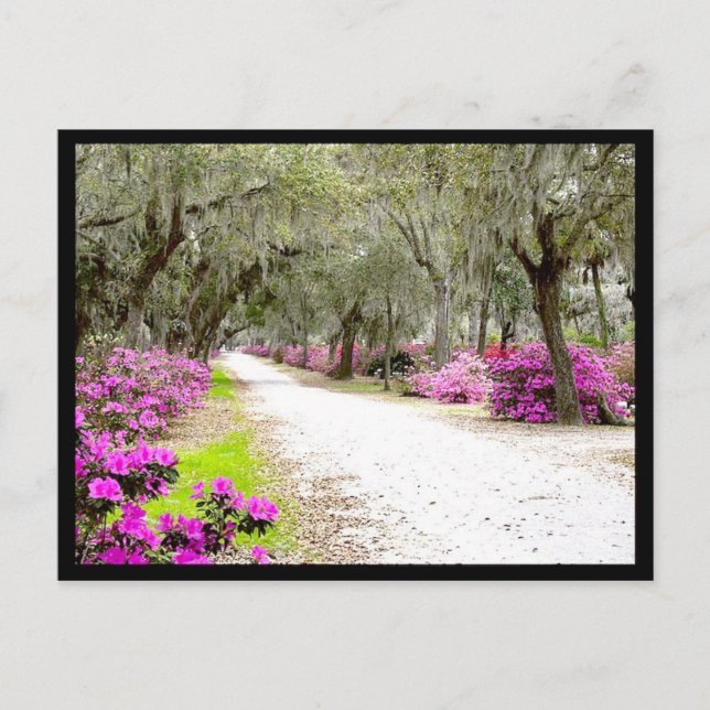 Postcard - Bonaventure Azaleas (Front)
