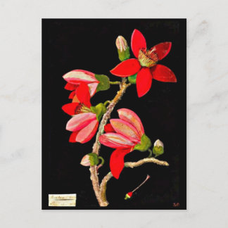 Postcard-Botanical Art-Mary Delany 10 Postcard