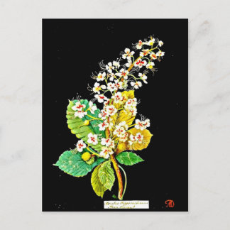 Postcard-Botanical Art-Mary Delany 11 Postcard