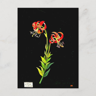 Postcard-Botanical Art-Mary Delany 12 Postcard