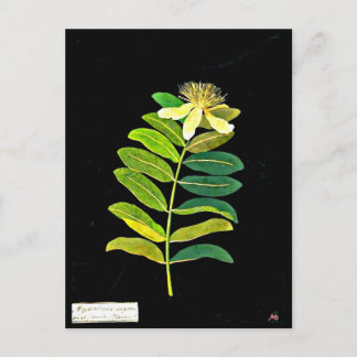 Postcard-Botanical Art-Mary Delany 13 Postcard