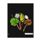 Postcard-Botanical Art-Mary Delany 14