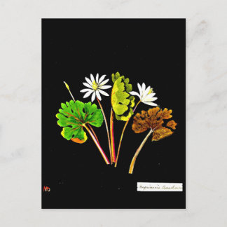 Postcard-Botanical Art-Mary Delany 14 Postcard