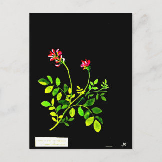 Postcard-Botanical Art-Mary Delany 15 Postcard