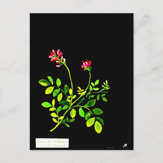 Postcard-Botanical Art-Mary Delany 15 Postcard (Front)