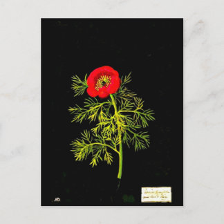 Postcard-Botanical Art-Mary Delany 18 Postcard
