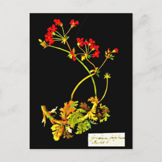 Postcard-Botanical Art-Mary Delany 19 Postcard