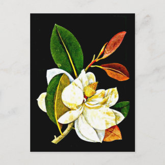 Postcard-Botanical Art-Mary Delany 1 Postcard