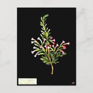 Postcard-Botanical Art-Mary Delany 20 Postcard