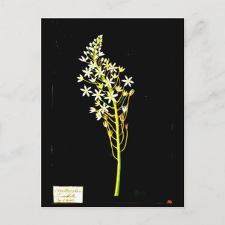 Postcard-Botanical Art-Mary Delany 2 Postcard