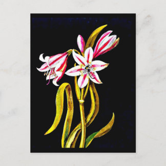 Postcard-Botanical Art-Mary Delany 3 Postcard