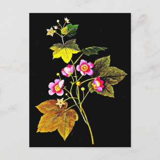 Postcard-Botanical Art-Mary Delany 4 Postcard