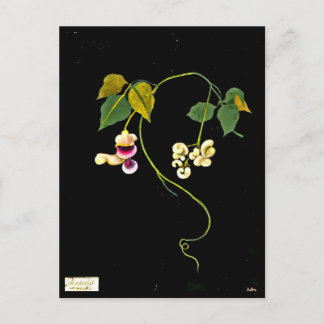 Postcard-Botanical Art-Mary Delany 5 Postcard