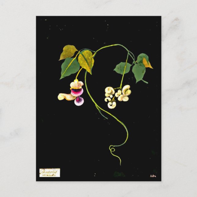 Postcard-Botanical Art-Mary Delany 5 Postcard (Front)