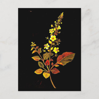 Postcard-Botanical Art-Mary Delany 8 Postcard