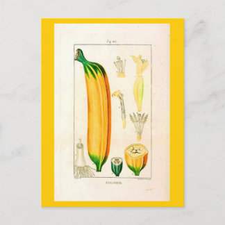Postcard-Botanicals-Banana 2 Postcard