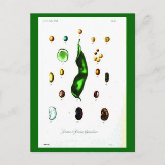 Postcard-Botanicals-Beans Postcard