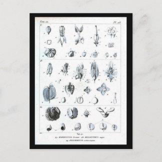 Postcard-Botanicals-Botanical chart Postcard