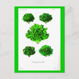 Postcard-Botanicals-Lettuce 3 Postcard