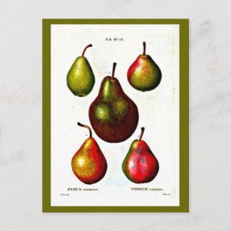 Postcard-Botanicals-Pierre Joseph Redoute 11 Postcard