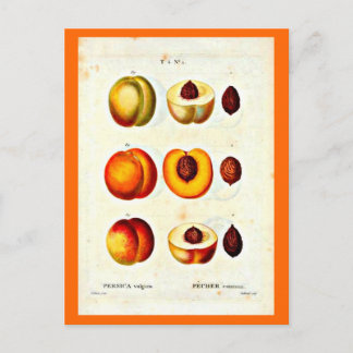 Postcard-Botanicals-Pierre Joseph Redoute 17 Postcard