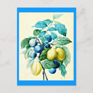 Postcard-Botanicals-Pierre Joseph Redoute 21 Postcard