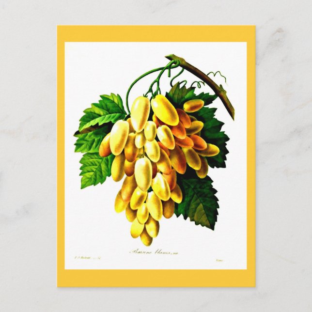 Postcard-Botanicals-Pierre Joseph Redoute 3 Postcard (Front)