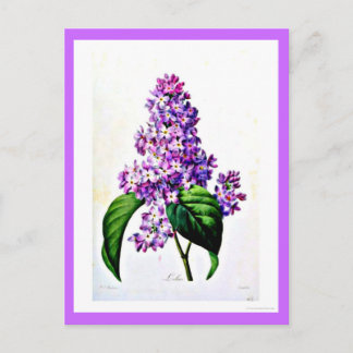 Postcard-Botanicals-Pierre Joseph Redoute 8 Postcard