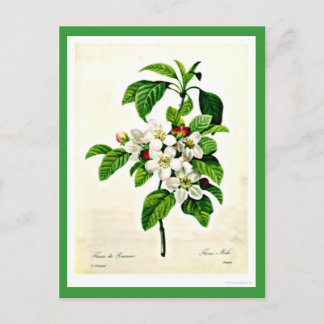 Postcard-Botanicals-Pierre Joseph Redoute 9 Postcard