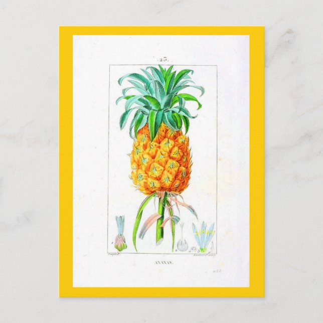 Postcard-Botanicals-Pineapple Postcard (Front)