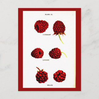 Postcard-Botanicals-Raspberries Postcard