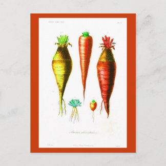 Postcard-Botanicals-Root Vegetables Postcard