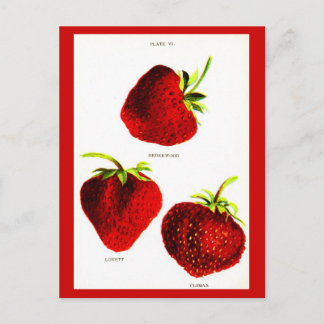 Postcard-Botanicals-Strawberries Postcard