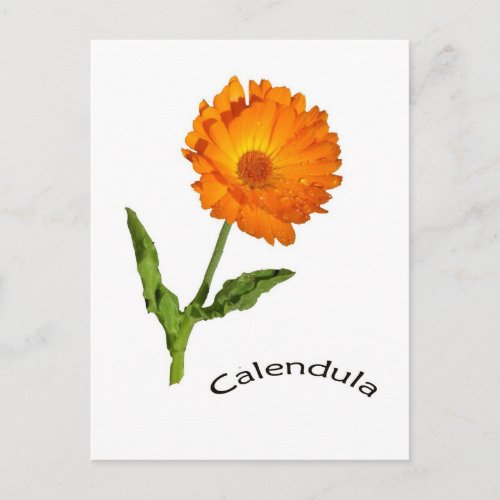 Postcard _ Calendula