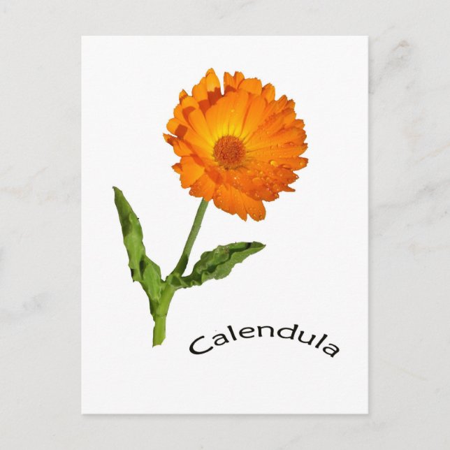 Postcard - Calendula (Front)