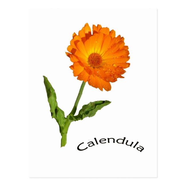 Postcard - Calendula