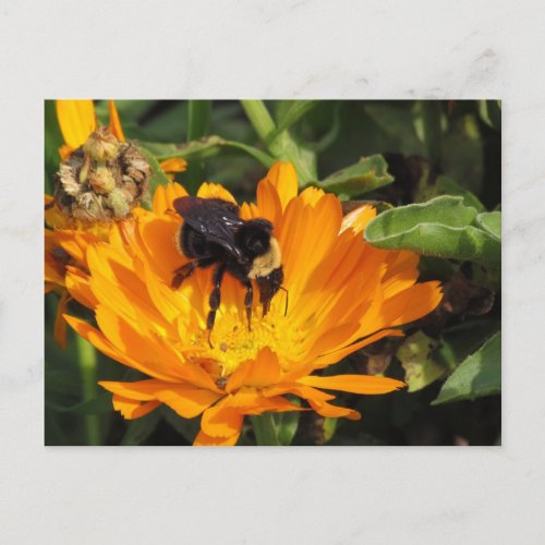Postcard _ Calendula and Bee