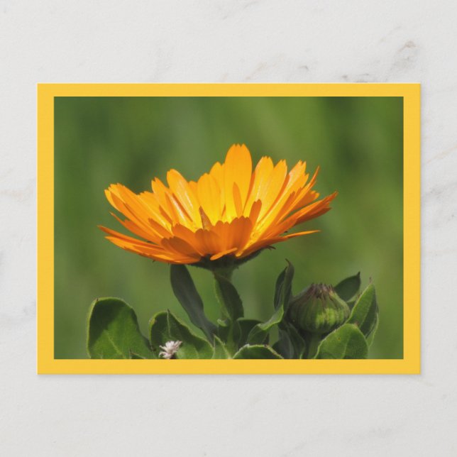Postcard - Calendula Bloom (Front)