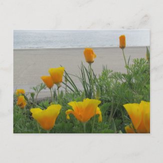 Postcard - California Poppies at the Beach