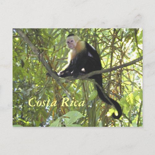 Postcard Capuchin Monkey Costa Rica