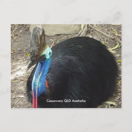 Postcard Cassowary QLD Australia