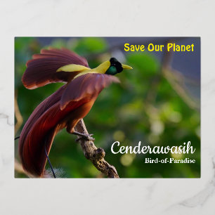 Postcard Cenderawasih