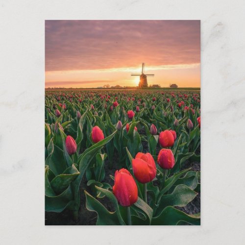 Postcard Champ de tulipes et moulin