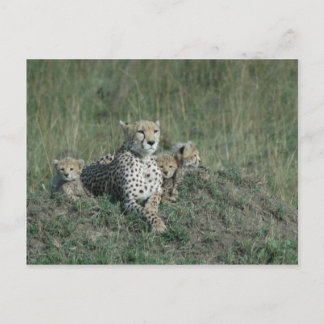 Postcard Cheetah Mom and her three cubs
