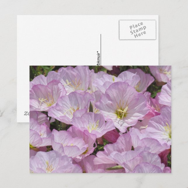 Postcard - Close-up of Primrose (Front/Back)
