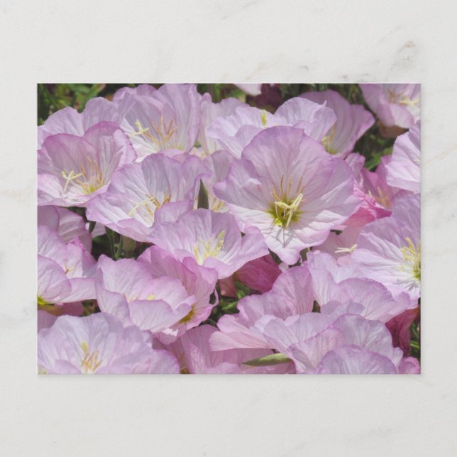 Postcard - Close-up of Primrose (Front)