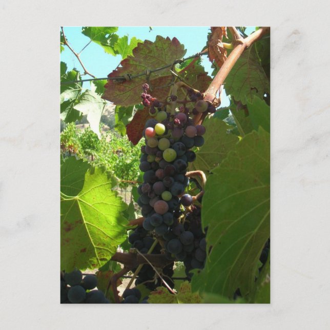 Postcard - Cluster of Grapes on Vine (Front)