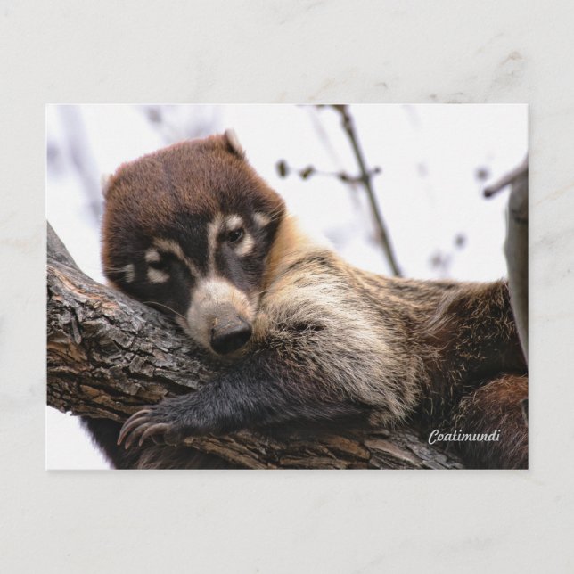 Postcard: Coatimundi #4 Postcard (Front)